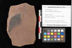 Foto (Objekt + Etikett) von Quercus palaeoilex Ettingshausen (NHMW-GEO-2024-0188-0915)